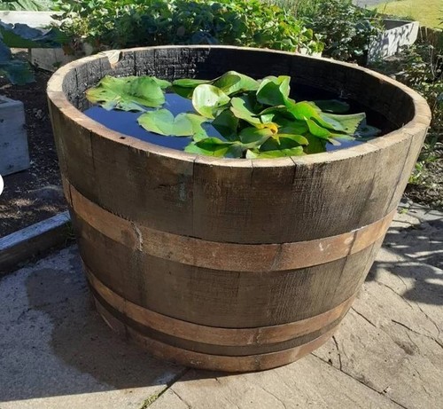 Extra large oak whiskey - extra,