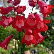 Penstemon Arabesque Red 1 x 1L
