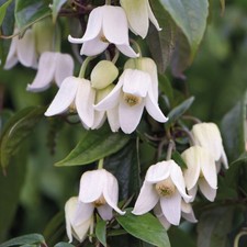Clematis urophylla WINTER