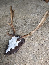 Fallow Deer Antlers On Wooden