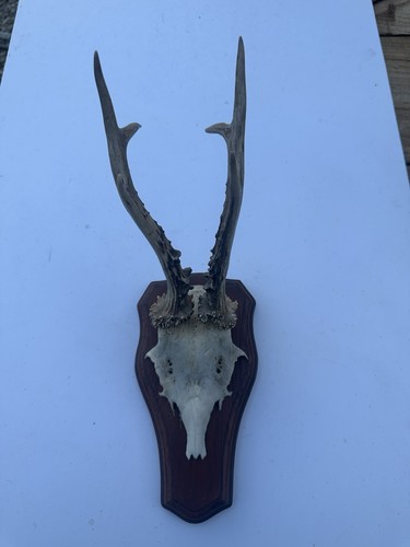 Wall mounted roe buck deer - wall,