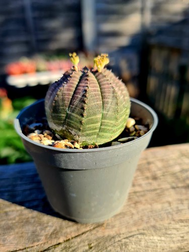Euphorbia obesa the baseball - |,
