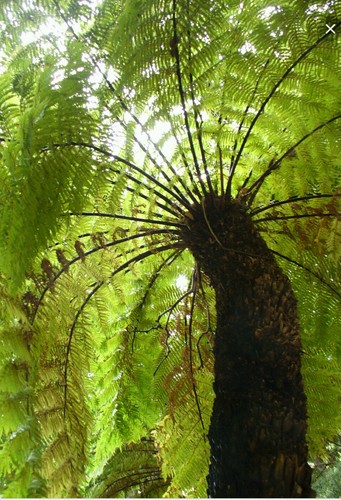Dicksonia antarctica hardy - antarctica,,