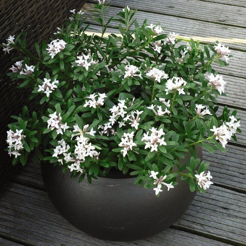 Daphne transatlantica eternal - transatlantica,
