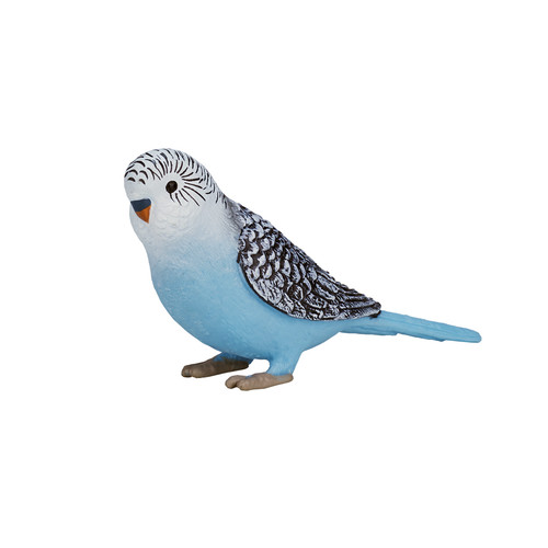 Budgerigar budgie blue bird - budgie,
