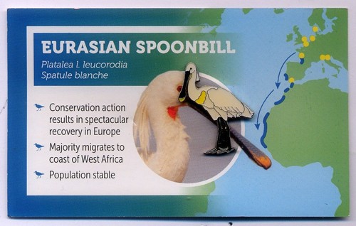 Non rspb bird pin badge - rspb,