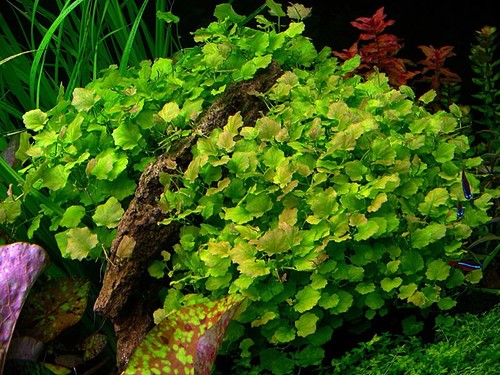 Cardamine lyrata tropical - lyrata,