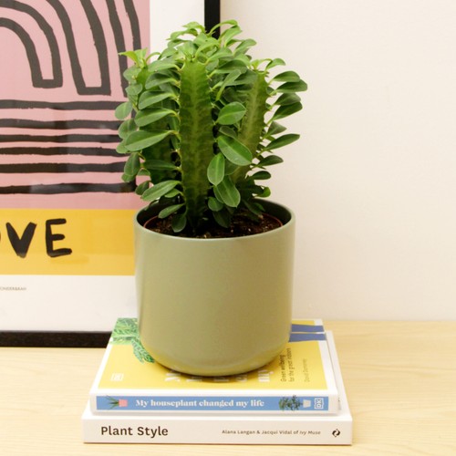 Euphorbia trigona african - euphorbia,
