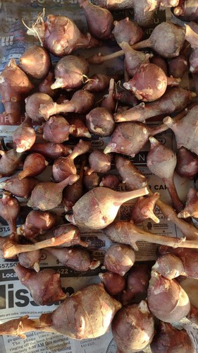 Red mammoth organic sunchoke - organic, /