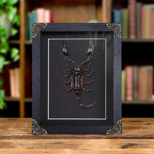 Giant forest scorpion - forest, in