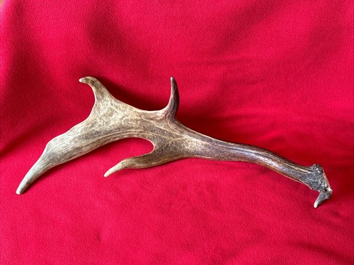Fallow deer antler 548g - fallow,
