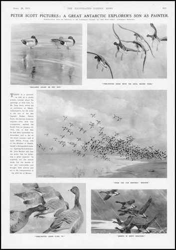 1934 fine art birds - 1934,