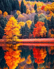 Paint by Numbers for