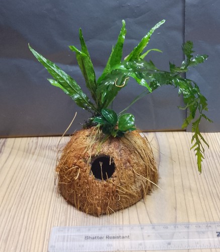 Anubias nana petite bolbitis - anubias, petite+bolbitis