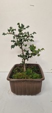 English  Holly Starter Bonsai