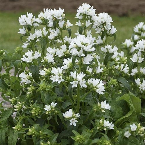 Campanula glomerata angel - campanula,