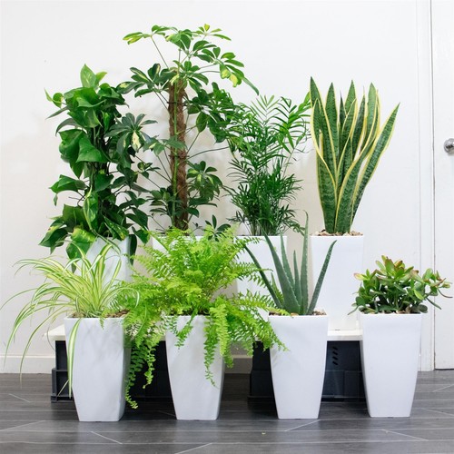 Large evergreen indoor plant - 1,