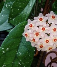 Hoya Carnosa Fresh 1× Two Leaf Unrooted Cuttings Wax Plant Easy Care 