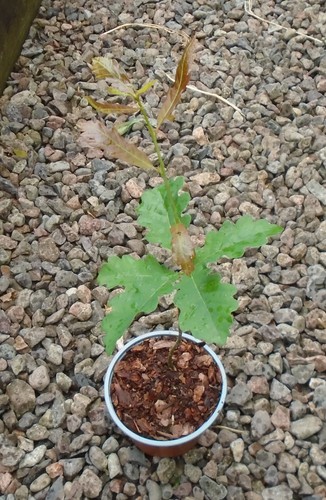 Quercus robur english oak - robur, tree