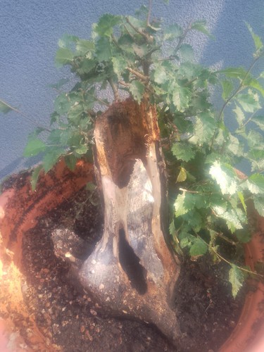 English elm bonsai tree - bonsai,