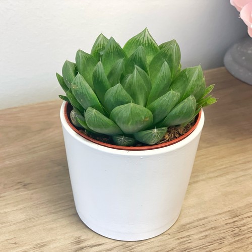 Haworthia cooperii