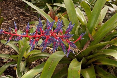 Duble cloak bromeliad - duble,