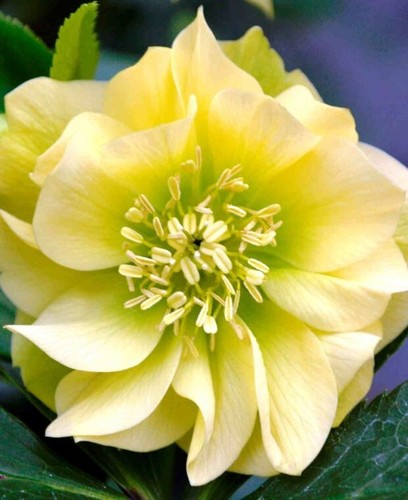 Hellebore double yellow - double,