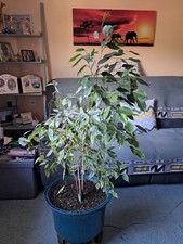 Ficus Golden King Tree in large ceramic pot 