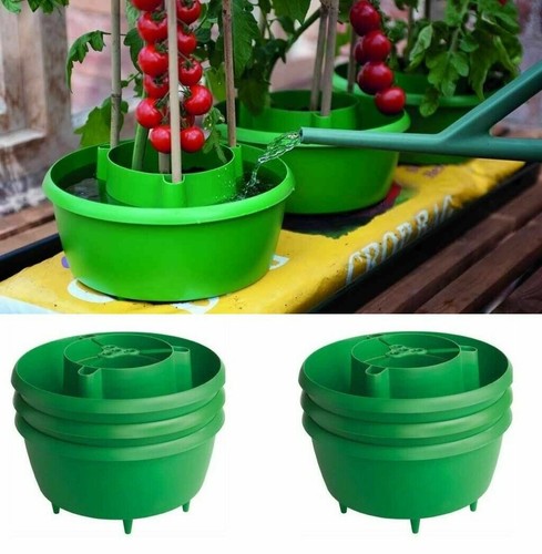 Tomato plant halo tomatoes - tomato,
