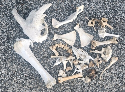 Big bundle sheep bones - sheep,