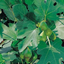 T&M Fig Fruit Plant Brown Turkey Hardy Sweet Ficus carica Fruit Shrub 9cm Pot