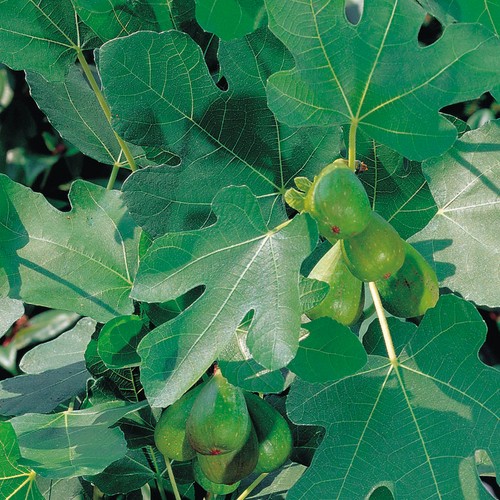 Fig fruit plant - fig,