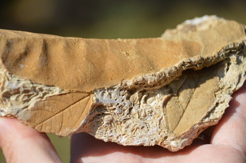 Amazing rare fossil - ,