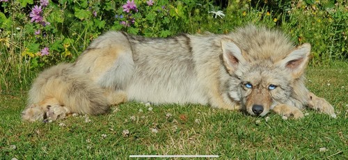 Taxidermy soft mount - soft,