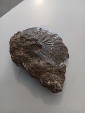 Fossil Foubd In Northern Ireland ? Unsure Of Species Trilobyte ?