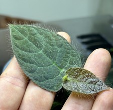 Ficus Villosa Climbing / Shingling Terrarium Tropical House Plant