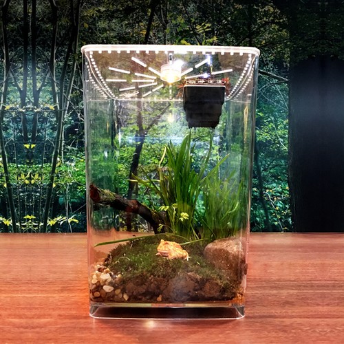 Large acrylic reptile - large,