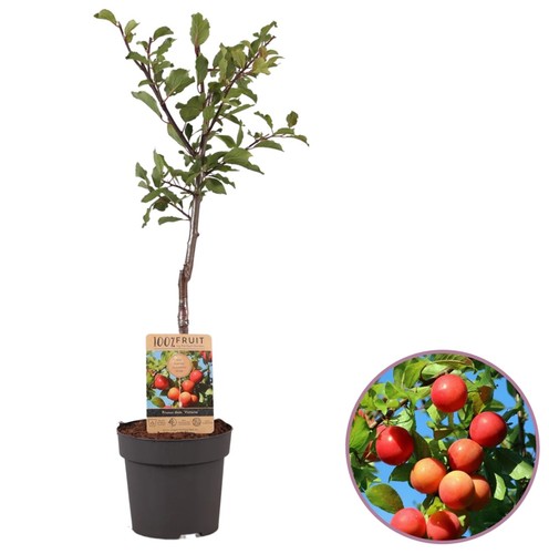 Victoria plum tree - plum,