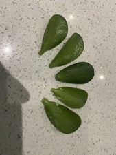 Jade Money Plant Crassula