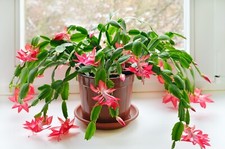 Christmas Cactus  -