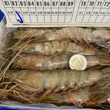 FRESH SHRIMPS 2 KG = 40 PIECES