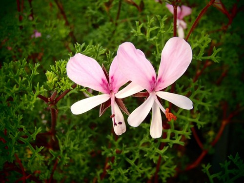 Pelargonium fruticosm - 3,