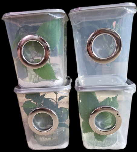 Budget insect nursery - insect,