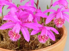 Pleione El Pico (1 Bulb) - Lot