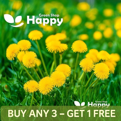 Dandelion 2000 seeds - -,