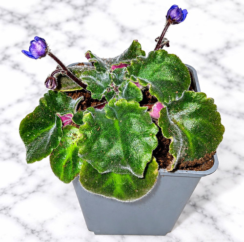 African violet - african,