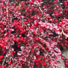 60cm large cotoneaster - 60cm,