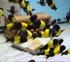 Tropheus Moorii Yellow Banded