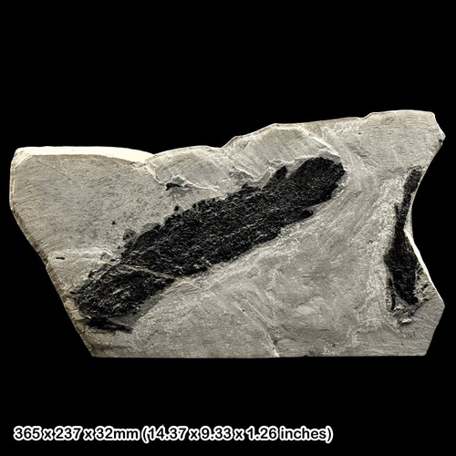Osteolepis macrolepidotus