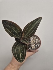 Ludisia Discolor | Jewel Orchid Rooted Plant | Rare Plant | Terrarium 